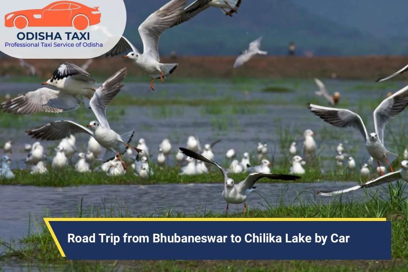 Road Trip from Bhubaneswar to Chilika Lake by Car