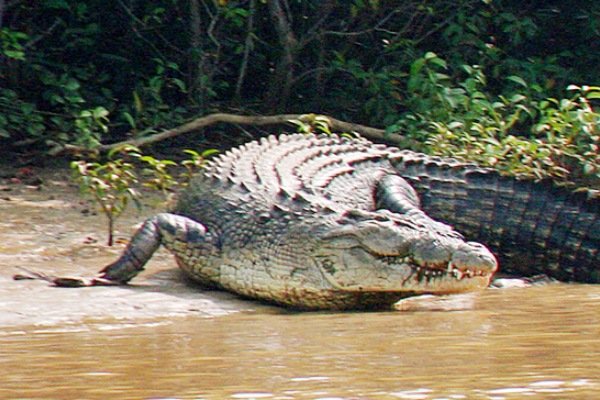 Bhitarkanika Tour -- Explore Odisha's Mangrove Paradise