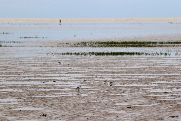 Chandipur Beach: Discover the Magic of Odisha’s Hide-and-Seek Shore