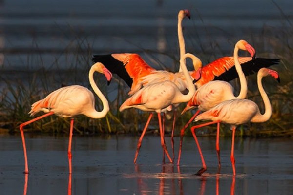 Chilika Lake Tour With Bhubaneswar Car Rental | Odisha Taxi