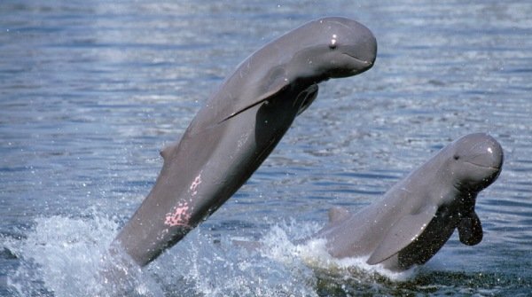 One Day Satapada Chilika Tour from Bhubaneswar by Cab